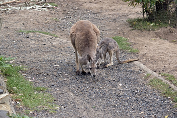 young red kangaroos