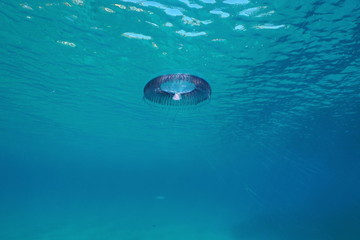 Jellyfish Aequorea Sp. under water surface in the Mediterranean sea, Spain, Costa Brava