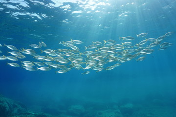 School of fish with sunlight through surface underwater in the Mediterranean sea, sea breams Sarpa...