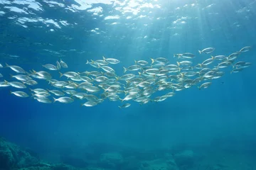Sierkussen Onder water School of fish with sunlight through surface underwater in the Mediterranean sea, sea breams Sarpa salpa, Sicily, Trapani, Italy  © dam