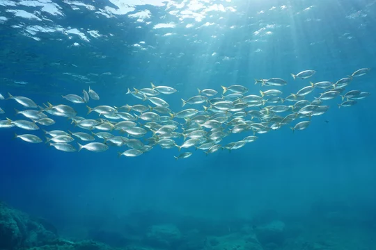 Underwater Seascape In The Mediterranean Sea, A School Of Fish