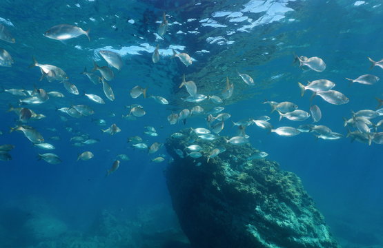 Shoal of fish, sea breams Sarpa salpa, underwater close to the surface in the Mediterranean sea, Sicily, Messina, Italy