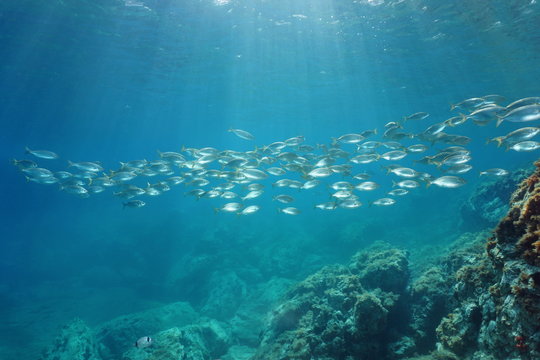 Spain Mediterranean sea underwater a school of fish seabreams salema porgy, Sarpa salpa, Catalonia, Costa Brava