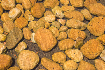 Fototapeta na wymiar Tadpoles in a rocky pond