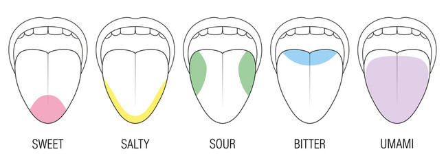 Obraz premium Human tongue with five taste areas - bitter, sour, sweet, salty and umami perception - colored division with zones of different taste buds - educational, schematic vector on white background.