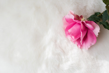 Pink rose on white fur background with space for copy