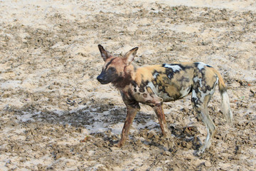 A Lone African Wild Dog also known as a Painted Dog - Latin Name Lycaon Pictus, walking across the dry arid avannah in South Luangwa National Park, Zambia, Southern Africa