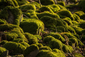 Mossy Rocks Detail