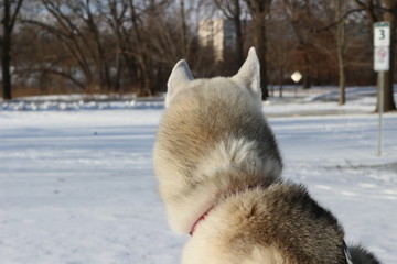 Siberian husky walking in snowy landscape 