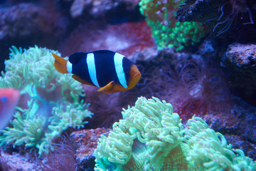 Naklejka na ściany i meble Ocellaris clownfish swimming near an anemona