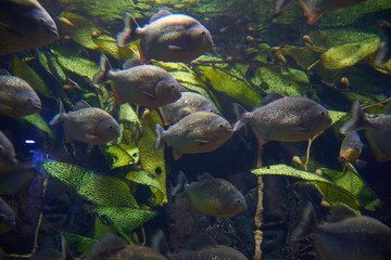 Myths surround red piranhas