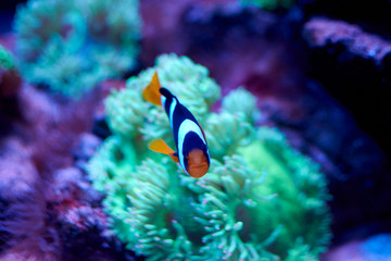 Fototapeta na wymiar Ocellaris clownfish swimming near an anemona