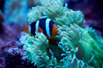 Fototapeta na wymiar Ocellaris clownfish swimming near an anemona
