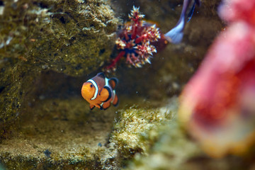 Fototapeta na wymiar Ocellaris clownfish near the reef