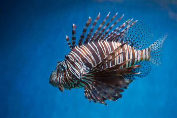 Fototapeta na wymiar Pterois (lionfish, zebrafish so on) with long venomous fins