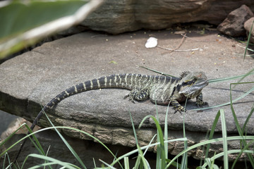 water dragon lizard