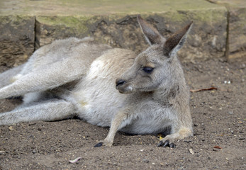 Eastern Grey Kangaroo, seen around outer rural areas of Sydney and Melbourne, Australia