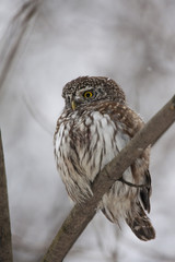 Eurasian pygmy owl with snow on face sitting on branch in winter. Cute little night hunter. Smallest owl in Europe. Bird in wildlife.