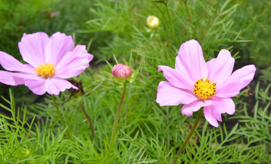 Daisy flower - Spring flower field close up