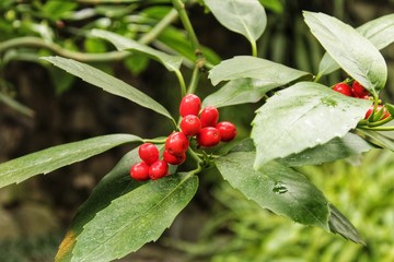Colorful Holly berries in the garden in winter, Illex aquifolium