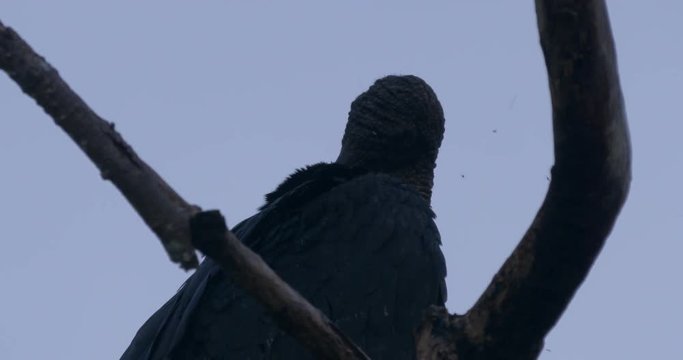 Pair Of Black Vultures On A Tree, Costa Rica
