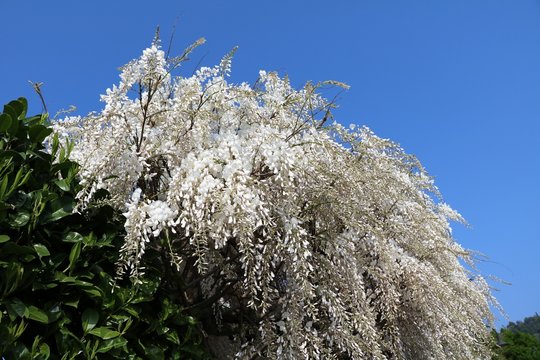 Wisteria sinensis Alba in spring, Como Italy