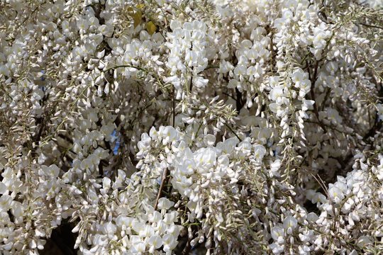 White flowers of Wisteria sinensis Alba in spring, Como Italy