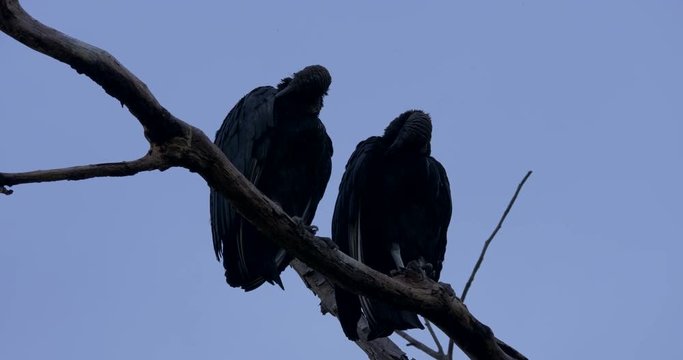 Pair Of Black Vultures On A Tree, Costa Rica