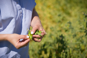 Closeup of woman's hands cleaning pod of peas on garden background. Girl eating organic peas. Healthy eating, snack.