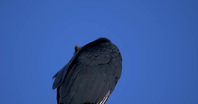 Observing Black Vultures On A Tree, Costa Rica