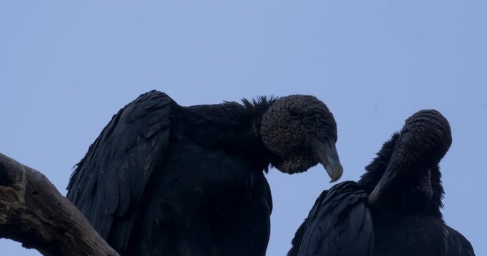 Pair Of Black Vultures On A Tree, Costa Rica