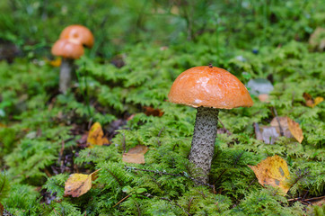 A mushroom with an orange hat in autumn forest after rain