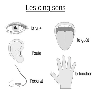 Five senses, FRENCH NAMES - chart with sensory organs eye, ear, tongue, nose and hand and appropriate designation sight, hearing, taste, smell and touch - schematic isolated vector illustration.