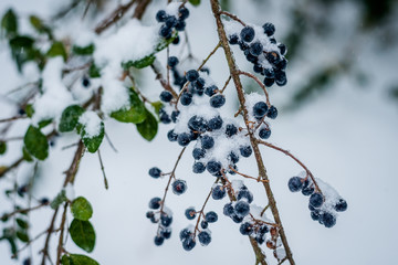 Wild Winter Berries