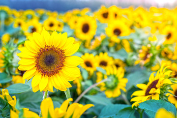 Obraz premium Sunflowers in garden