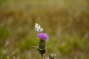 Schmetterling