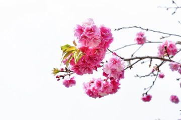 Cherry blossom, sakura flowers isolated on white background.