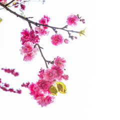 Fototapeta premium Cherry blossom, sakura flowers isolated on white background.