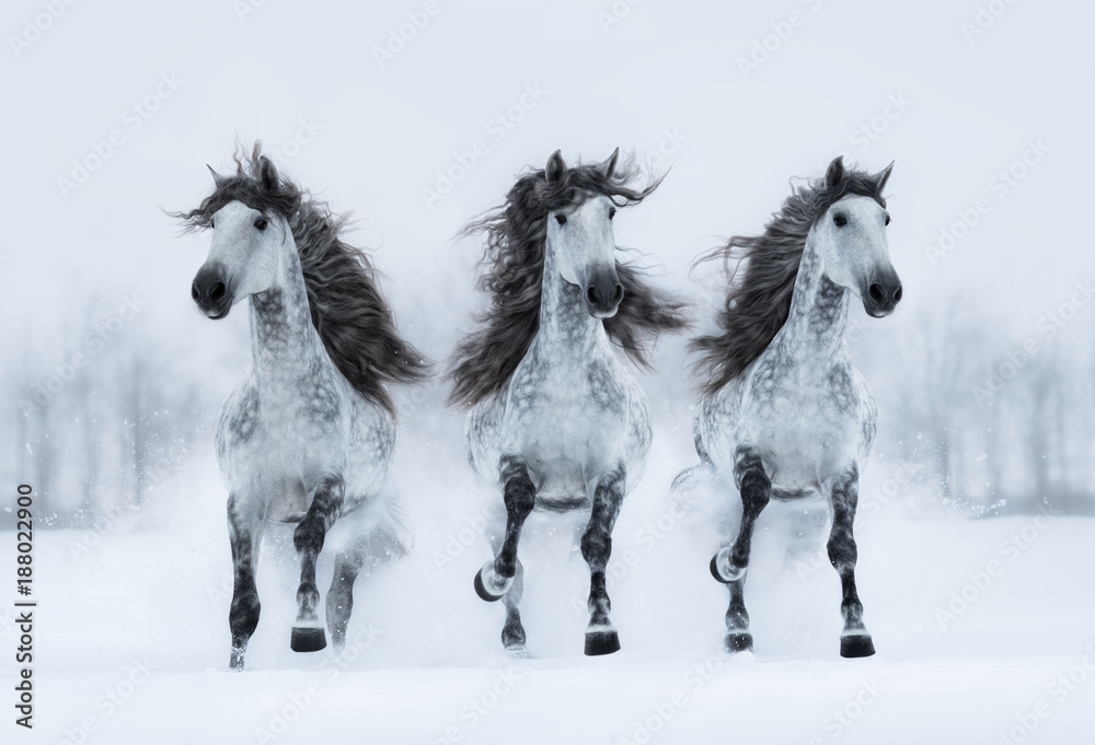 Canvas Prints Three gray long-maned Spanish horses run gallop across snowy field.