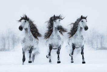 Three gray long-maned Spanish horses run gallop across snowy field.