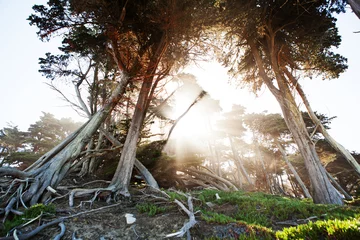 Fotobehang The trees in the park in San Francisco. © Oleg Podzorov