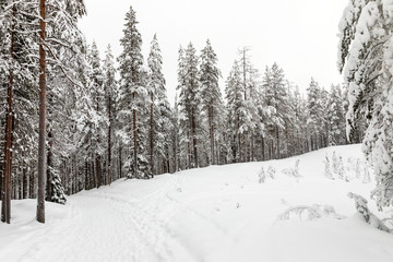 The snow-covered forest in The Korouoma Nature Reserve, Finland. Southern Lapland, Municipality of Posio.