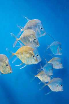 a game fish lookdown (Selene vomer)