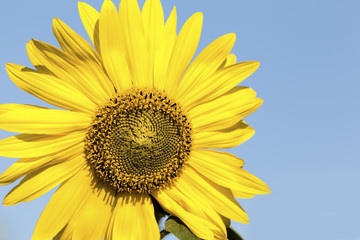 Sunflower closeup with Blue Sky