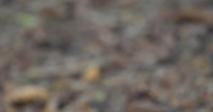 Head Of A Black Vulture, Costa Rica, CloseUp