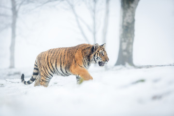 siberian tiger