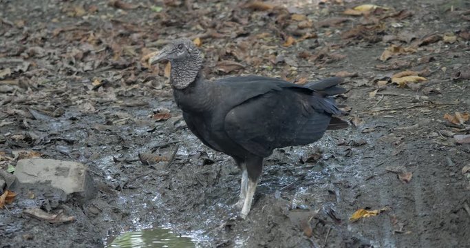 Black Vulture Drinking Water, Costa Rica