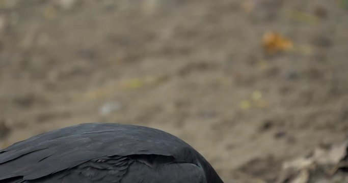 Black Vulture On The Ground, Costa Rica