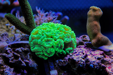Naklejka premium Caulastrea curvata LPS coral 