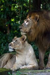 Male and female lions in the shade looking to the left